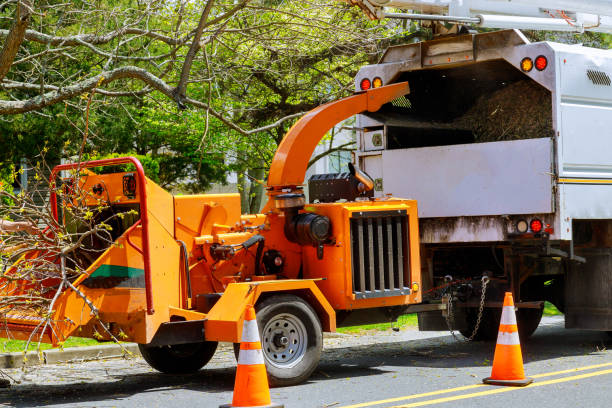 Best Tree Branch Trimming  in Dothan, AL